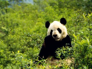 Oso panda sentado entre las plantas verdes