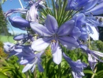 Gran flor de color lila entre algunas flores marchitas