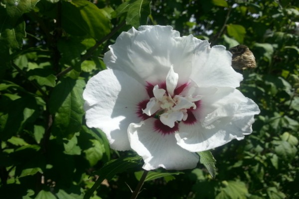 Una gran flor blanca iluminada por el sol