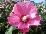 Gran flor de color rosa en el arbusto