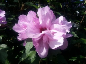 Postal: Flor con muchos pétalos rosas
