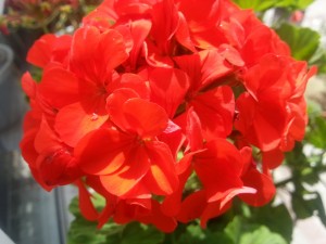 Flor de geranio roja