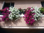 Bonitas flores en un balcón