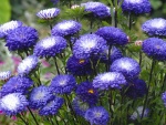 Conjunto de flores aster de color violeta