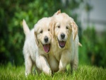 Dos alegres cachorros caminando juntos sobre la hierba