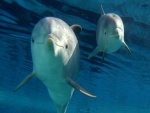 Delfín y su cría bajo el agua