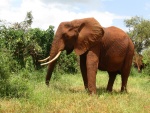 Elefante con grandes colmillos