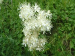 Flores blancas con largos estambres
