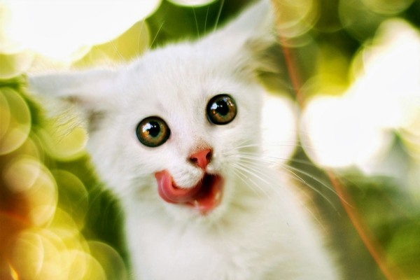 Gatito blanco con la lengua fuera y ojos saltones
