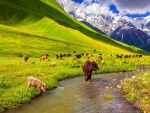 Vacas y cerdos comiendo pasto en la montaña junto a un río