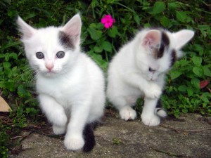 Dos gatitos blancos con manchas negras en la cabeza