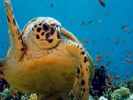 Una gran tortuga marina y pececillos naranjas
