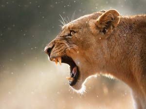 Los colmillos de una leona enfurecida