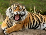 Un joven tigre enfadado