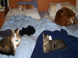 Postal: Perros y gatos sobre la misma cama