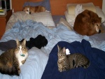 Perros y gatos sobre la misma cama