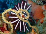 Animales marinos en el fondo del océano