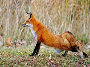 Postal: Un zorro rojo con una pata trasera estirada