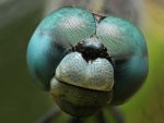 Cara de un insecto vista en aumento