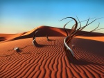 Árboles en la arena del desierto