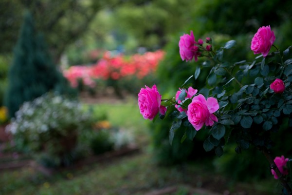 Rosal con preciosas rosas color fucsia