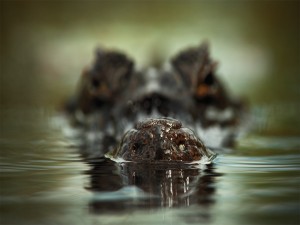 La cabeza de un cocodrilo en la superficie del agua