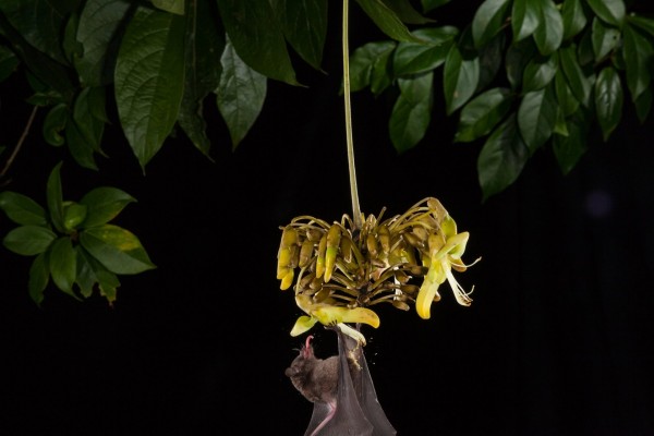 Murciélago bebiendo néctar de una flor