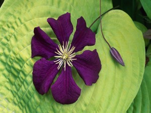 Flor púrpura sobre una gran hoja verde