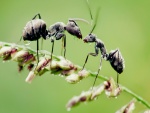 Dos hormigas mojadas sobre un tallo