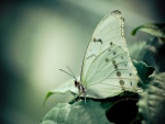Una mariposa con alas blancas