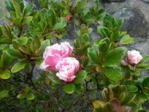Postal: Flores rosas en una planta de hoja pequeña