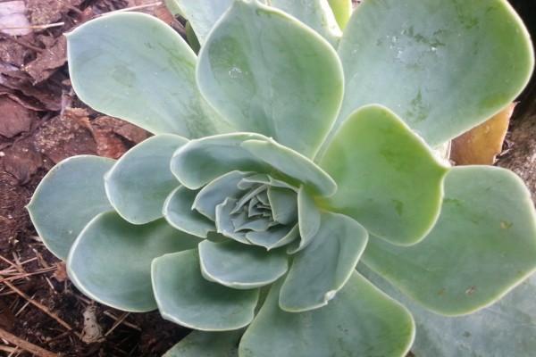 Cactus en forma de flor