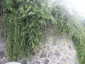 Postal: Plantas verdes sobre el muro de piedra