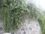 Plantas verdes sobre el muro de piedra