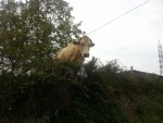 Una vaca tras la valla