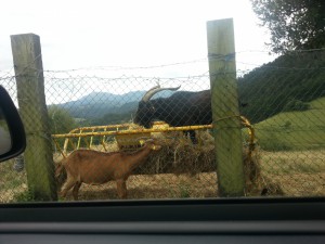Postal: Cabra y macho cabrío comiendo paja