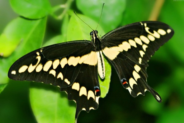 Mariposa negra posada en una hoja
