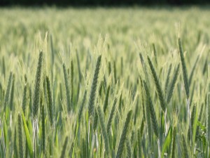 Campo con trigo verde