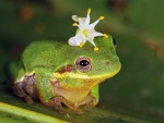 Flor blanca sobre la cabeza de una rana