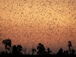 Murciélagos cubriendo el cielo al anochecer