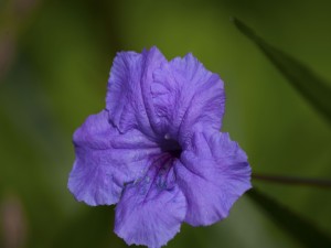 Postal: Petunia de color púrpura
