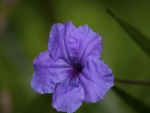 Petunia de color púrpura