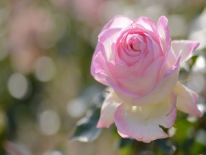 Postal: Una rosa de color blanco y rosa