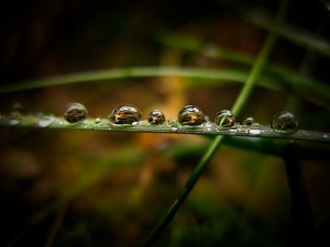 Postal: Gotas de agua sobre una brizna de hierba