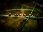 Gotas de agua sobre una brizna de hierba