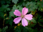 Una flor con pétalos de color rosa
