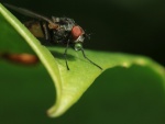 Gota de agua en la boca de una mosca