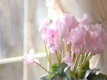 Una planta con flores rosas frente a la ventana