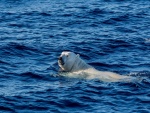 Oso polar nadando en las aguas azules del océano