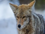 La cara de un coyote